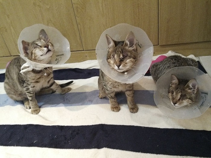 3 gatos ciegos 4