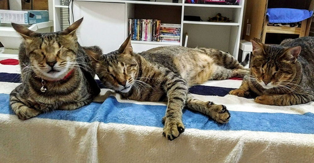 Estos 3 hermanitos ciegos abandonados no paraban de llorar tras casi ser separados para siempre Estos 3 hermanitos ciegos abandonados no paraban de llorar tras casi ser separados para siempre