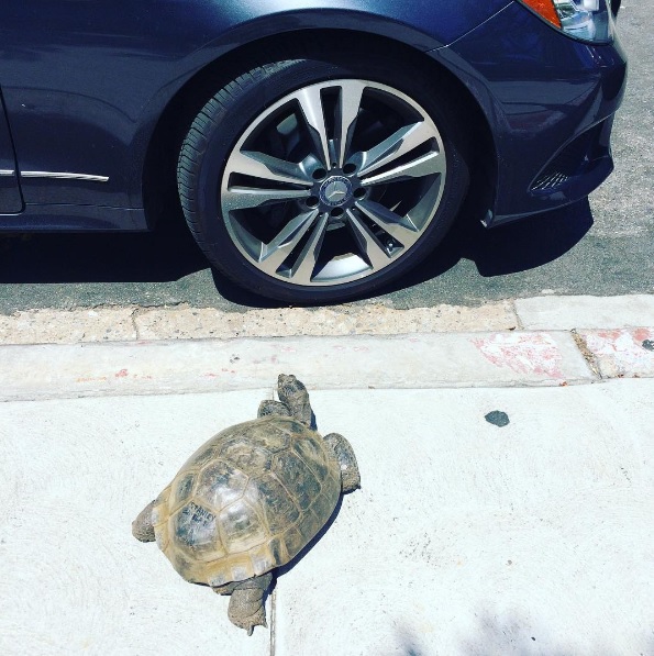 3 mejores amigos tortuga de 50 años y perrita adoptados por actriz van a todos lados