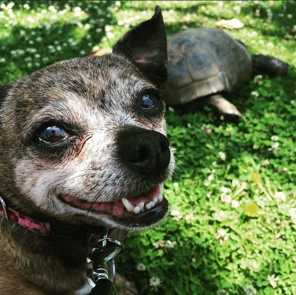 8a mejores amigos tortuga de 50 años y perrita adoptados por actriz van a todos lados