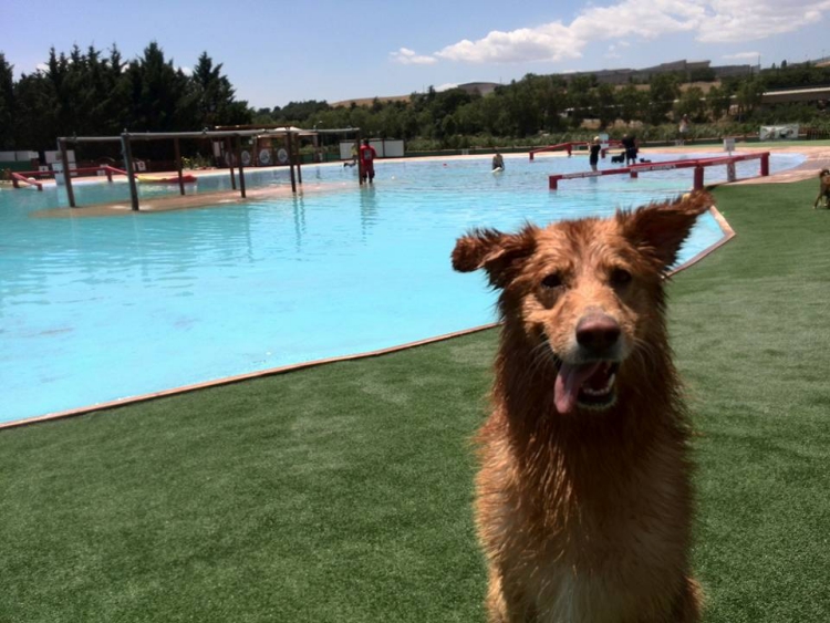 Aquapark-canino 4