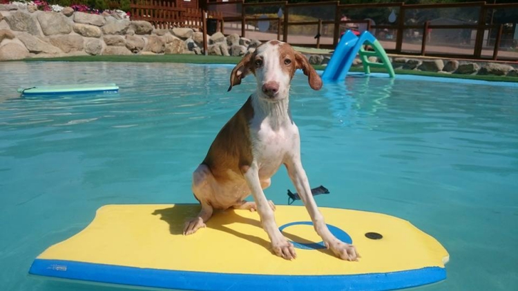 Aquapark-canino 8