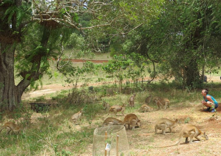 Australiana-cuida-canguros 13