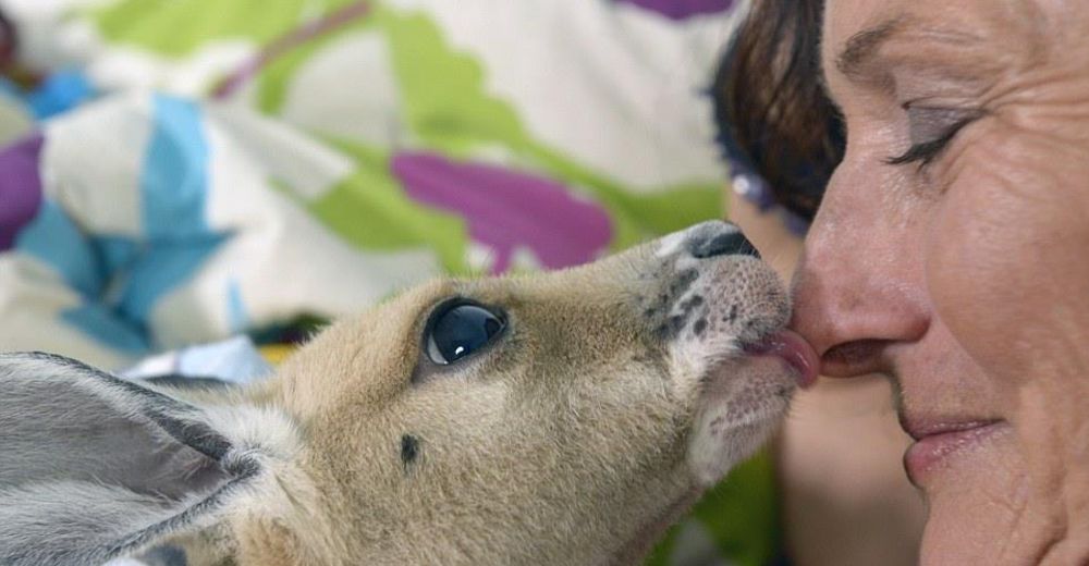 Canguros bebés huérfanos y enfermos pueden tener una segunda oportunidad gracias a esta heroína Canguros bebés huérfanos y enfermos pueden tener una segunda oportunidad gracias a esta heroína