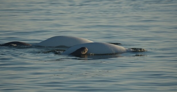 Bebe-beluga-Canada 3