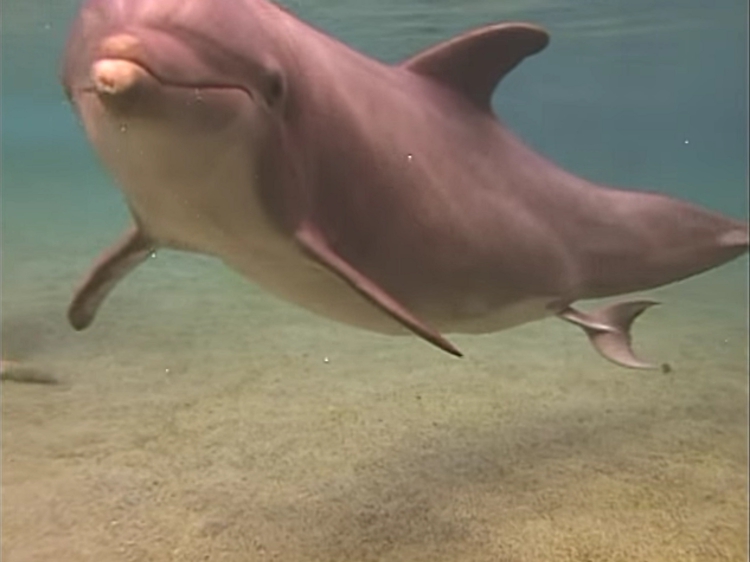 Delfin-da-a-luz 1