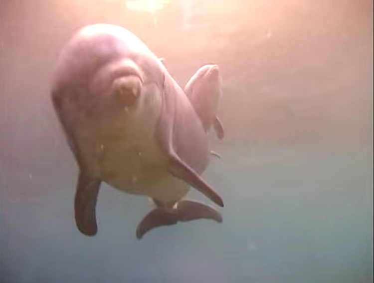 Delfin-da-a-luz 8