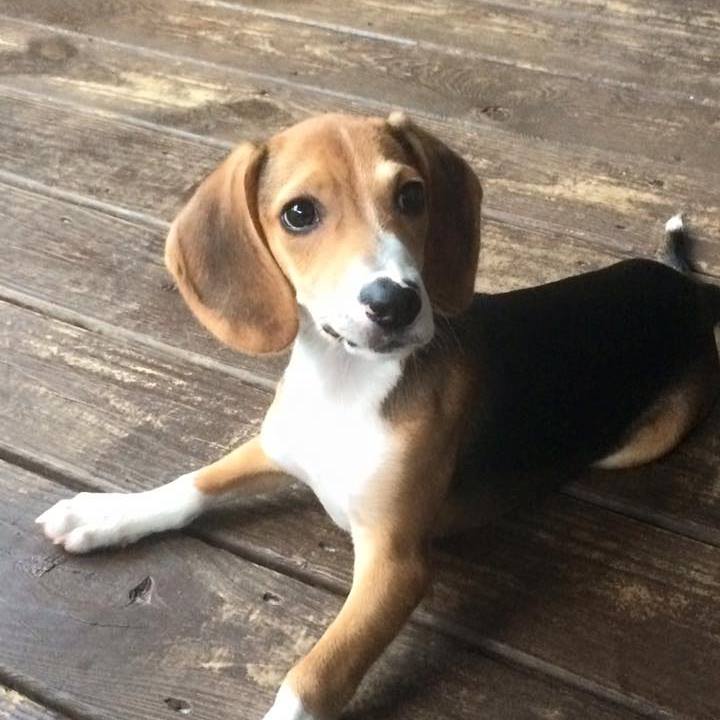 Howie-Beagle 6