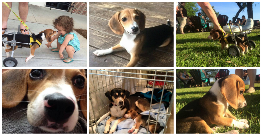 Howie, el adorable perrito que todos los días lucha por volver a caminar