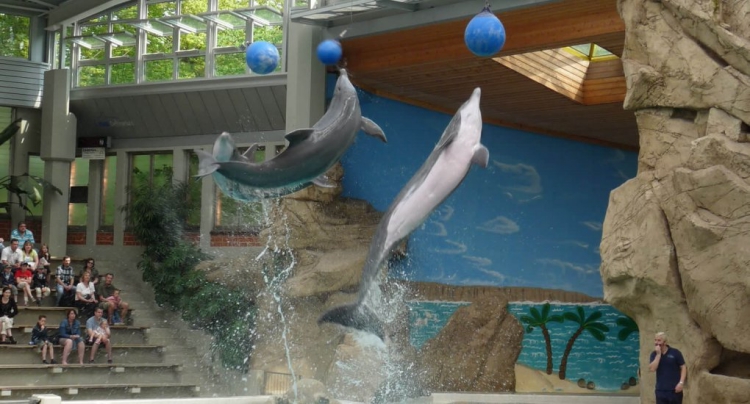 Nadar-con-delfines 2