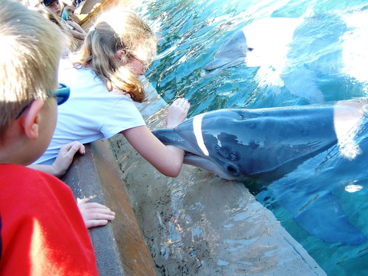 Nadar-con-delfines 5