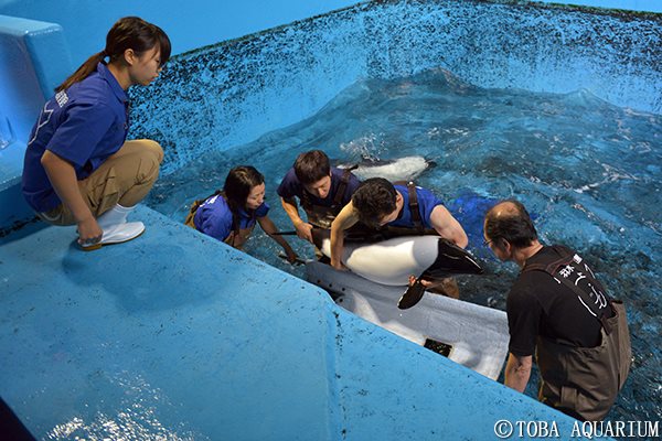 Nadar-con-delfines 6