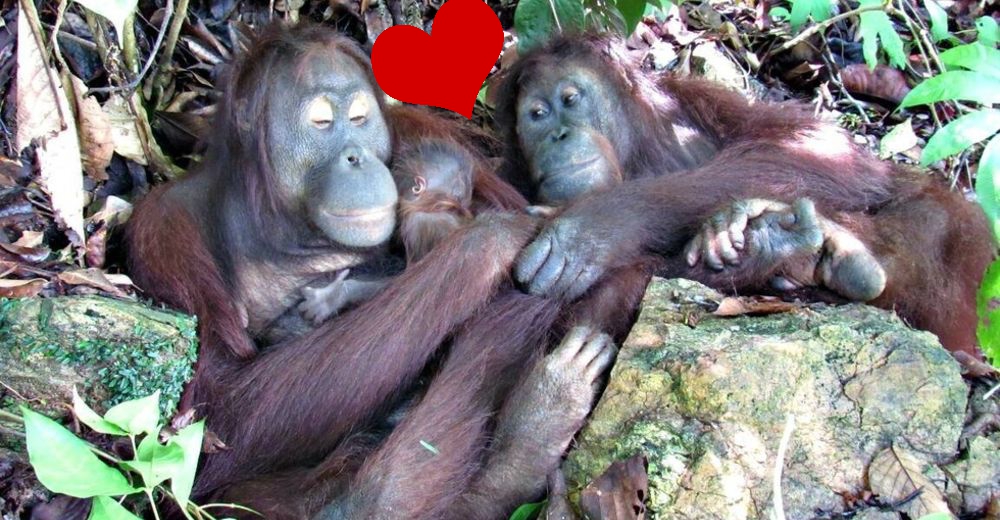 Una orangután rescatada y liberada da a luz a un hermoso y sano bebé Una orangután rescatada y liberada da a luz a un hermoso y sano bebé
