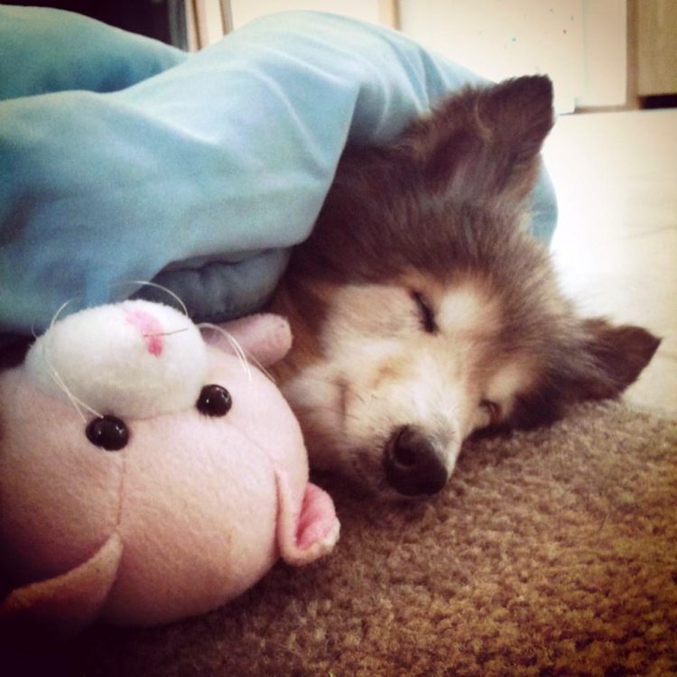Perrito abordo a este individuo 16