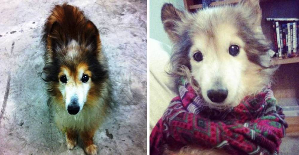 Este hombre fue sorprendido por este perrito en su trabajo, y cambió su vida por completo… Este hombre fue sorprendido por este perrito en su trabajo, y cambió su vida por completo…