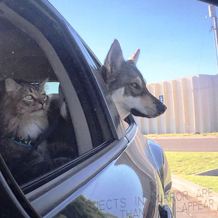 Perrito escogio a su propio gatito 1