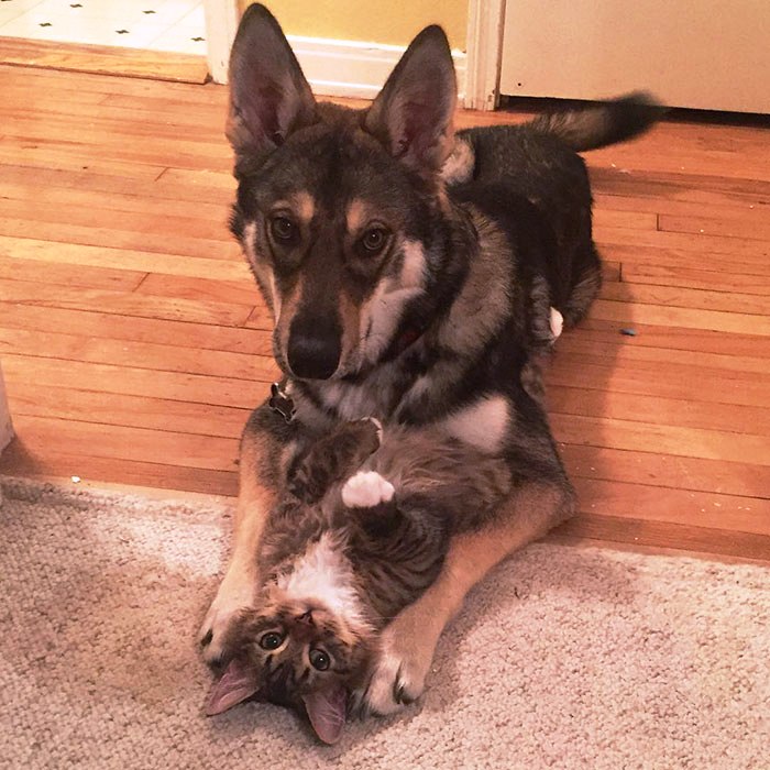 Perrito escogio a su propio gatito 5