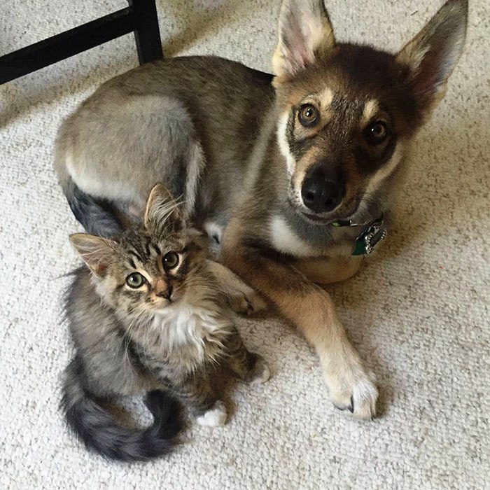 Perrito escogio a su propio gatito 8