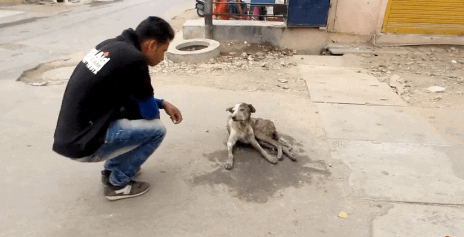 Perro de la calle 1