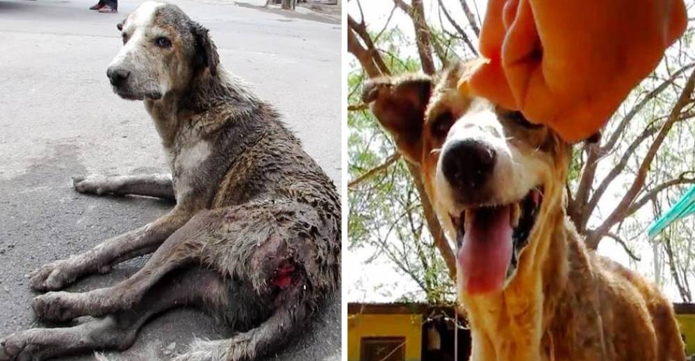 Un perrito inmóvil logra caminar por la fuerza del amor que recibió de sus héroes – Grandioso Un perrito inmóvil logra caminar por la fuerza del amor que recibió de sus héroes – Grandioso