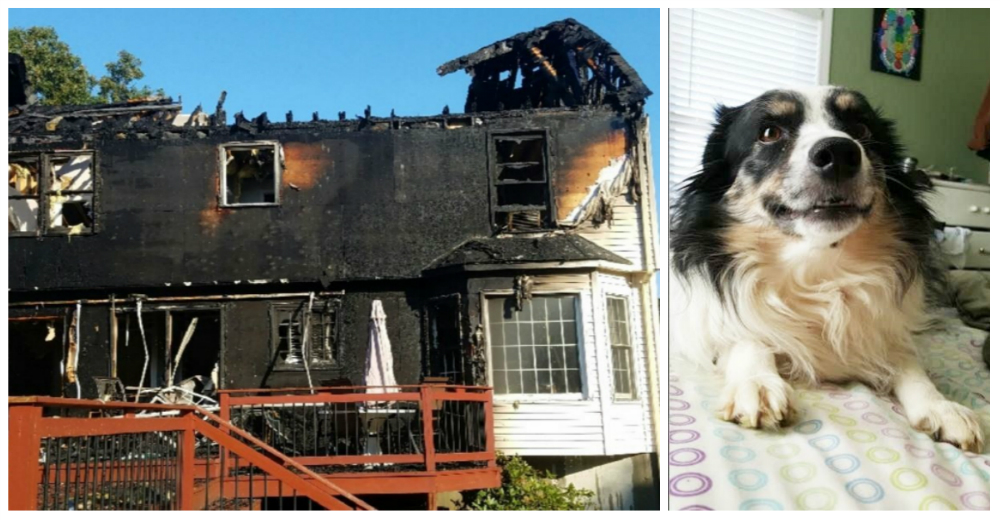 Esta perrita salva a su dueño del incendio de su casa de una forma increíble – Heroína Esta perrita salva a su dueño del incendio de su casa de una forma increíble – Heroína