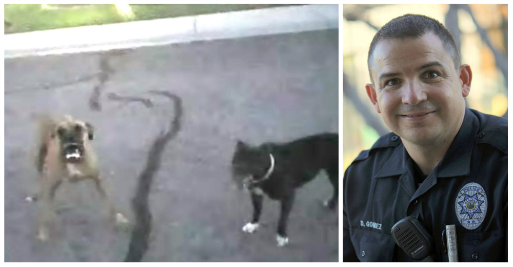 Un policía se enfrenta de forma admirable y pacífica a dos perros muy violentos Un policía se enfrenta de forma admirable y pacífica a dos perros muy violentos