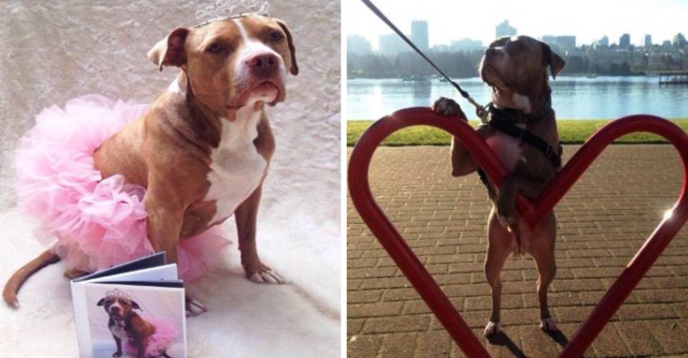 Después de 8 años sin ver la luz del sol esta pitbull finalmente conoció el amor y la libertad Después de 8 años sin ver la luz del sol esta pitbull finalmente conoció el amor y la libertad