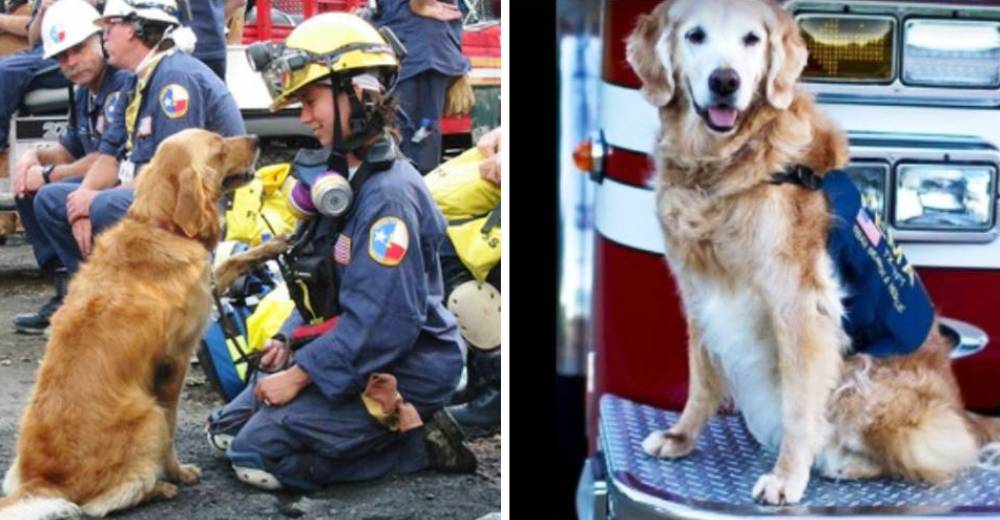 Esta perrita fue la última rescatista sobreviviente del 11-09, su legado prevalecerá por siempre Esta perrita fue la última rescatista sobreviviente del 11-09, su legado prevalecerá por siempre
