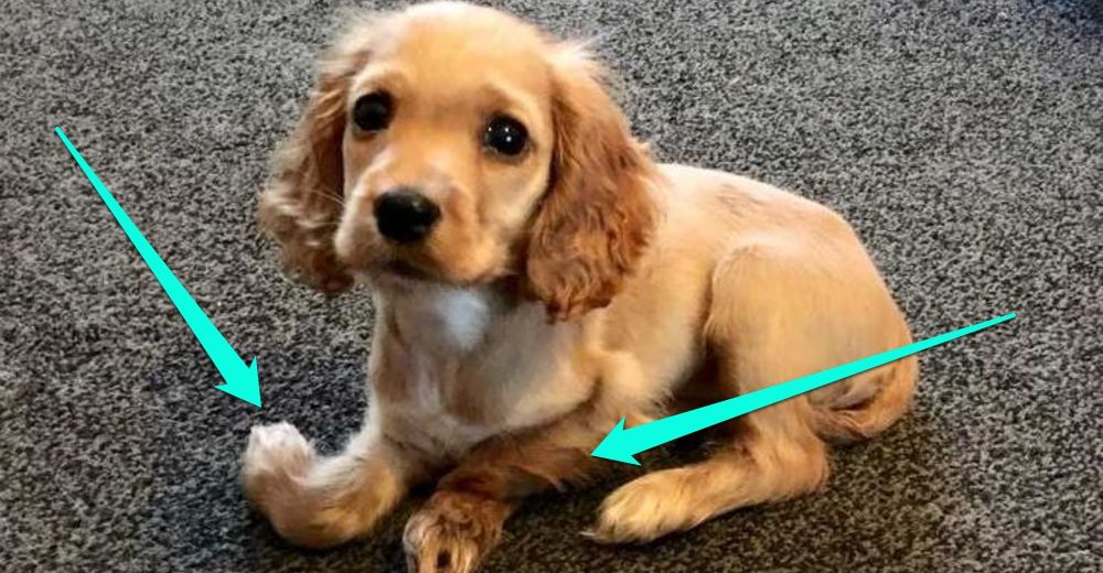 Querían sacrificarla por nacer con las patas torcidas, pero nadie se da por vencido con ella Querían sacrificarla por nacer con las patas torcidas, pero nadie se da por vencido con ella