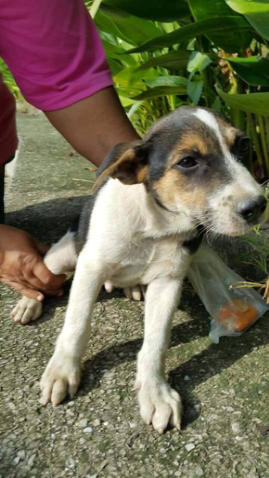 acto heroico niño rescata perrito en Malasia 3