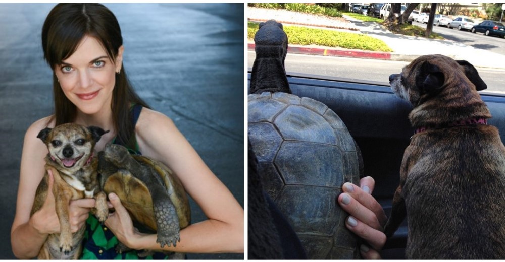 Esta actriz jamás imaginó lo que le traería rescatar a un perro y a una tortuga de 50 años Esta actriz jamás imaginó lo que le traería rescatar a un perro y a una tortuga de 50 años
