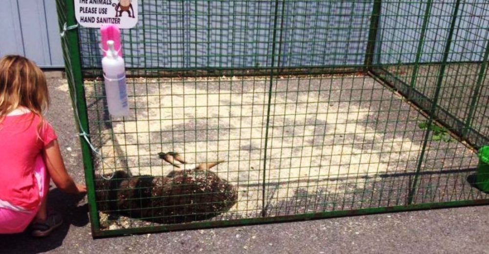 Una noble niña reconforta a un canguro tras haber colapsado por insolación en un festival Una noble niña reconforta a un canguro tras haber colapsado por insolación en un festival