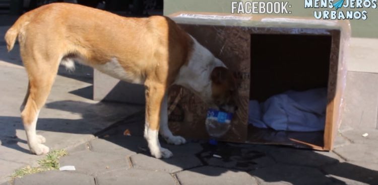 casitas-para-perros-de-la-calle1