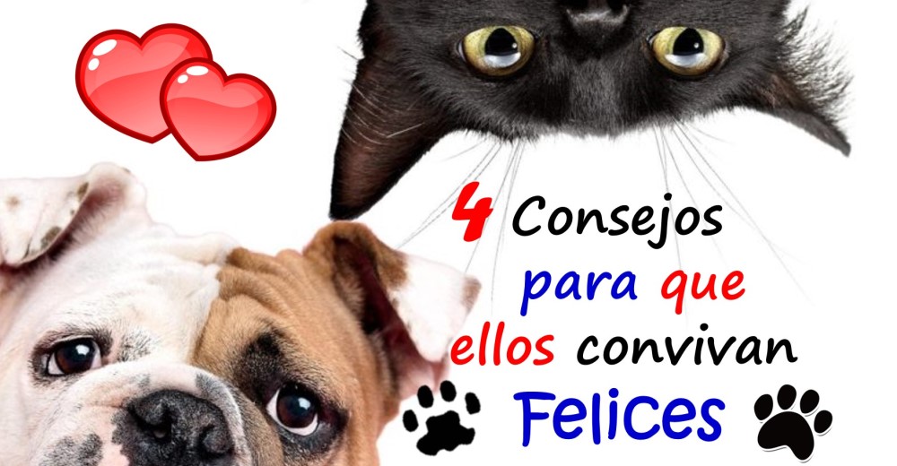 Los perros y gatos sí pueden convivir felices y en armonía ¡Estas 4 sugerencias te dirán cómo!