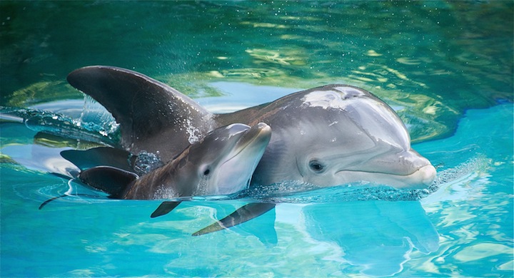 delfines-nadan-hoteles-caribe11