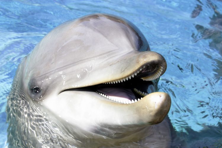 Atlantic bottlenose dolphin (Tursiops truncatus).