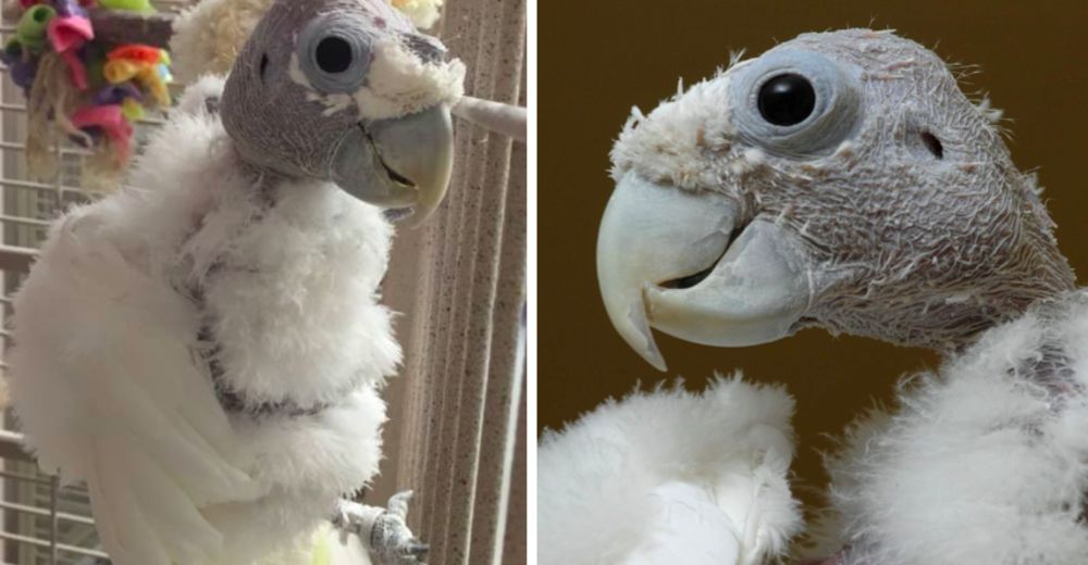 King O, el loro que se arrancó las plumas al perder a quien más amaba… Pero ahora ama bailar King O, el loro que se arrancó las plumas al perder a quien más amaba… Pero ahora ama bailar