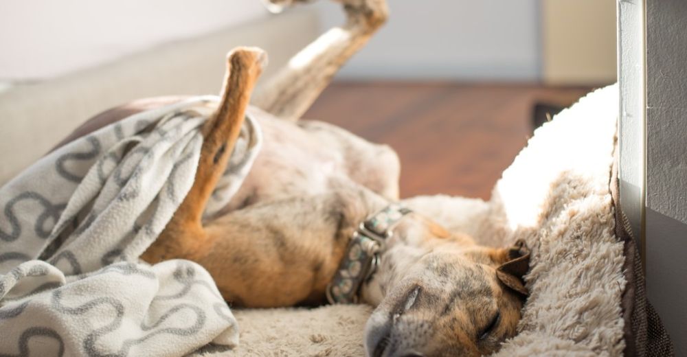A esta perrita no sólo le arrancaron una pata, sino también a su hermano… Pero sigue luchando A esta perrita no sólo le arrancaron una pata, sino también a su hermano… Pero sigue luchando