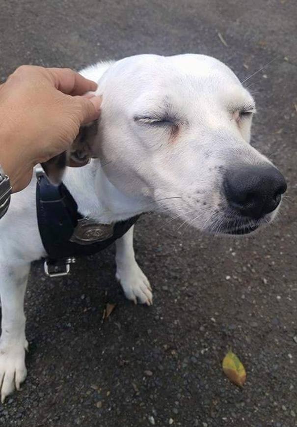 perro abandonado Gorgi es ahora policia Puerto Rico 1