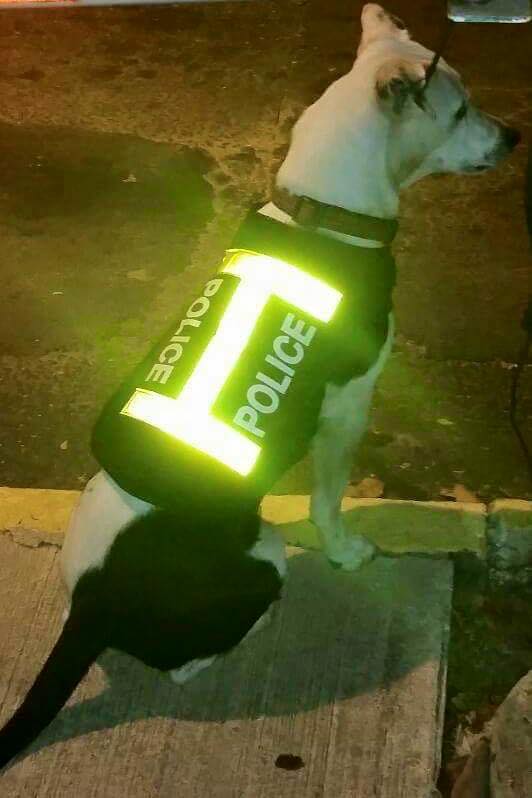perro abandonado Gorgi es ahora policia Puerto Rico 10