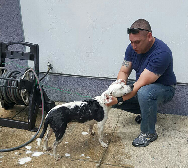 perro abandonado Gorgi es ahora policia Puerto Rico 11