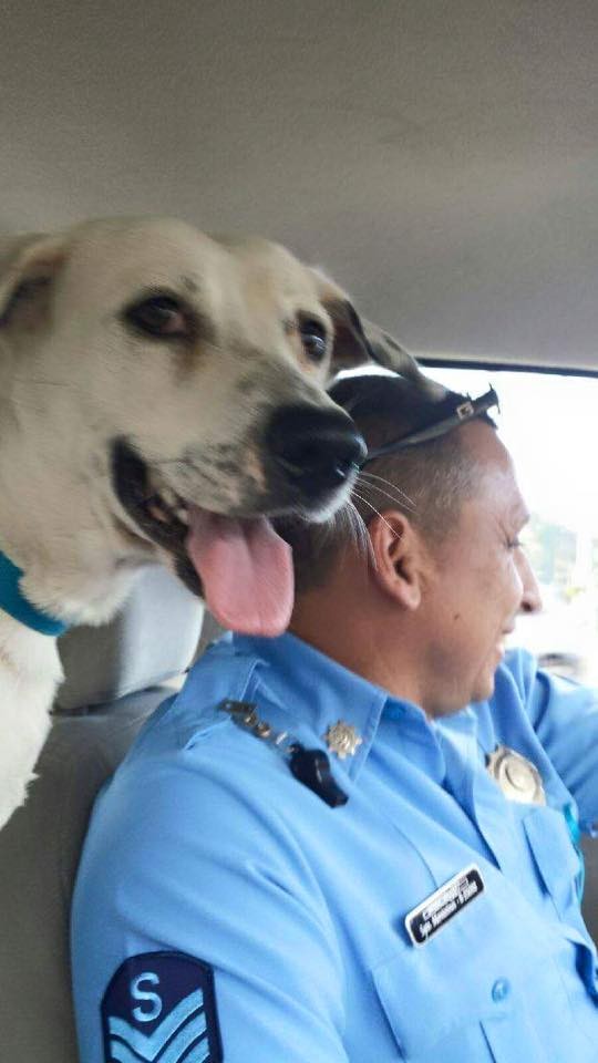 perro abandonado Gorgi es ahora policia Puerto Rico 12