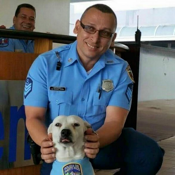 perro abandonado Gorgi es ahora policia Puerto Rico 13