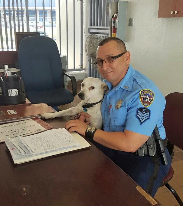 perro abandonado Gorgi es ahora policia Puerto Rico 2