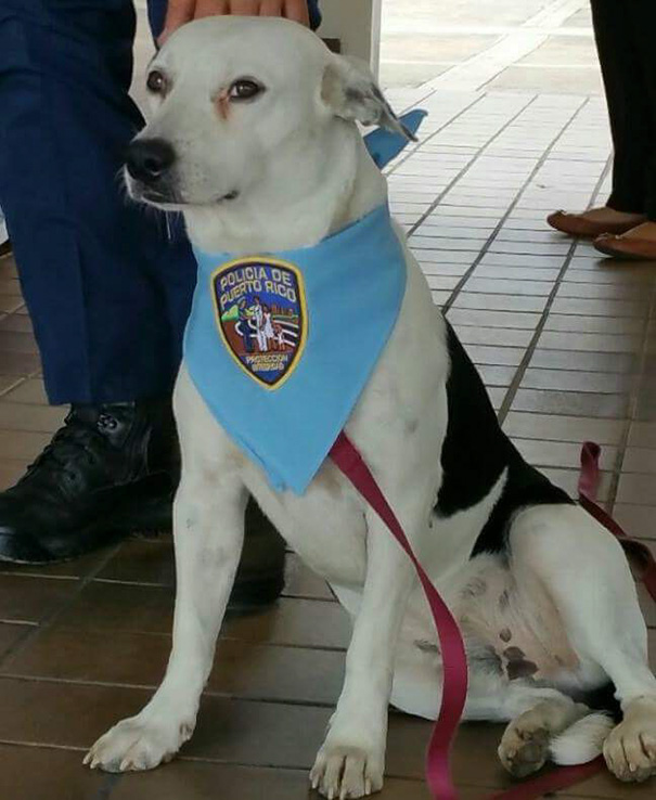 perro abandonado Gorgi es ahora policia Puerto Rico 3