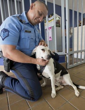 perro abandonado Gorgi es ahora policia Puerto Rico 4