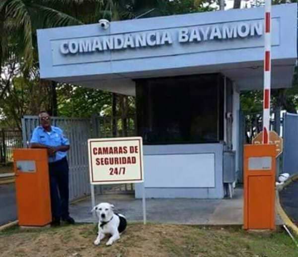 perro abandonado Gorgi es ahora policia Puerto Rico 5