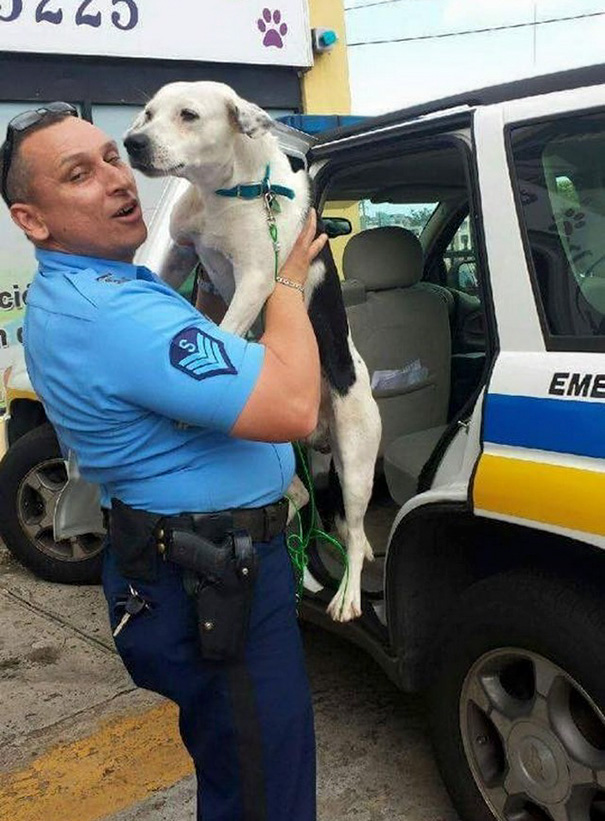 perro abandonado Gorgi es ahora policia Puerto Rico 6