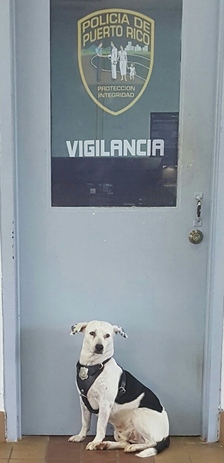 perro abandonado Gorgi es ahora policia Puerto Rico 7