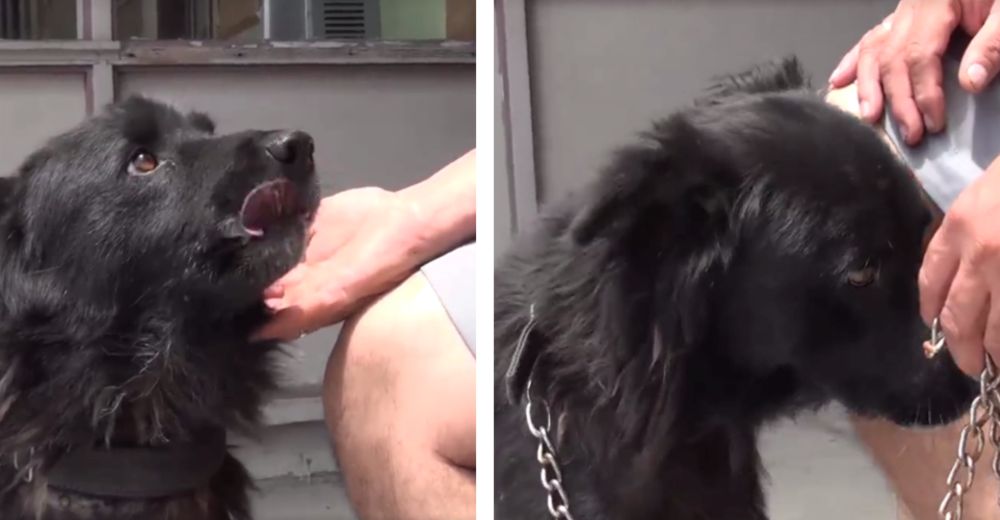 Un perrito se niega a apartarse de su dueño, incluso al saber que lo están abandonando
